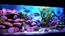 Aquarium 375L Mbuna - nur noch als Beispiel -