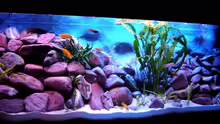 Aquarium 375L Mbuna - nur noch als Beispiel -