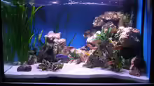 Aquarium 480l Malawiaquarium