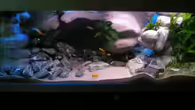 Aquarium 672L Mbuna Becken - nur noch als Beispiel -