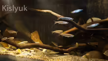 Aquarium Afrikas Erdfresser