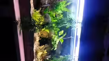 Aquarium Amazonas Becken
