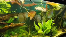 Aquarium Amazonas (Existiert nicht mehr)