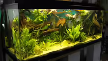 Aquarium Amazonas (Existiert nicht mehr)