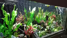 Aquarium amazonas südamerika live