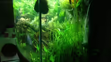 Aquarium Amazonas