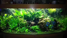 Aquarium Amazonas