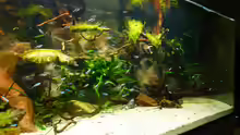 Aquarium Amazonas