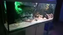 Aquarium Arowana