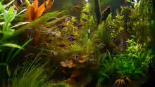 Aquarium Asian Dream