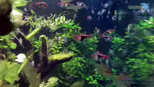 Aquarium Asian Dream