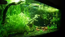 Aquarium Asian Dream