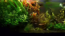 Aquarium Asian Dream