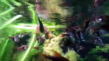 Aquarium Asian Dream