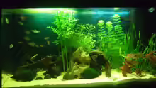 Aquarium auf Sand gebaut