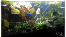 Aquarium Barschbecken