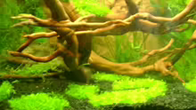 Aquarium Becken 10032