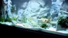 Aquarium Becken 10047