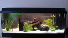 Aquarium Becken 10101