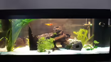 Aquarium Becken 10101