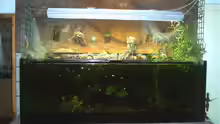 Aquarium Becken 1011