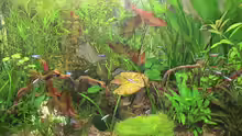 Aquarium Becken 10169