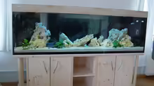 Aquarium Becken 1037