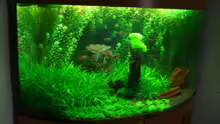 Aquarium Becken 10539