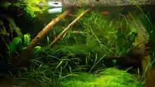 Aquarium Becken 10794