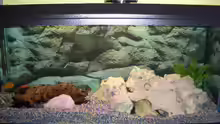Aquarium Becken 1082