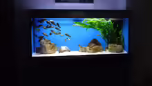 Aquarium Becken 10971