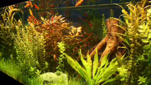 Aquarium Becken 11042