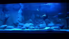 Aquarium Becken 11118