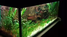 Aquarium Becken 11381