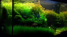 Aquarium Becken 11533