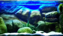 Aquarium Becken 11556