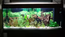 Aquarium Becken 11557