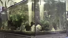 Aquarium Becken 11822