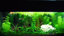 Aquarium Becken 11908