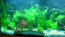 Aquarium Becken 12043