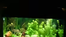 Aquarium Becken 12113