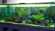 Aquarium Becken 12205