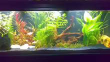 Aquarium Becken 12225