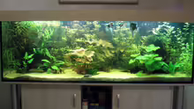 Aquarium Becken 12421
