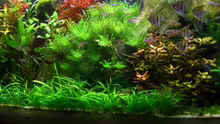 Aquarium Becken 12691