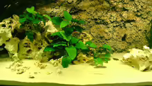 Aquarium Becken 12705