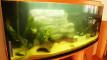 Aquarium Becken 12910