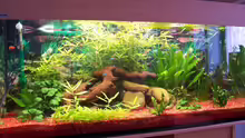 Aquarium Becken 1301