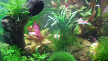 Aquarium Becken 13028