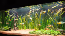 Aquarium Becken 13041